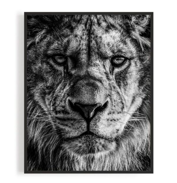 Kunstdrucke Afrika Loewe