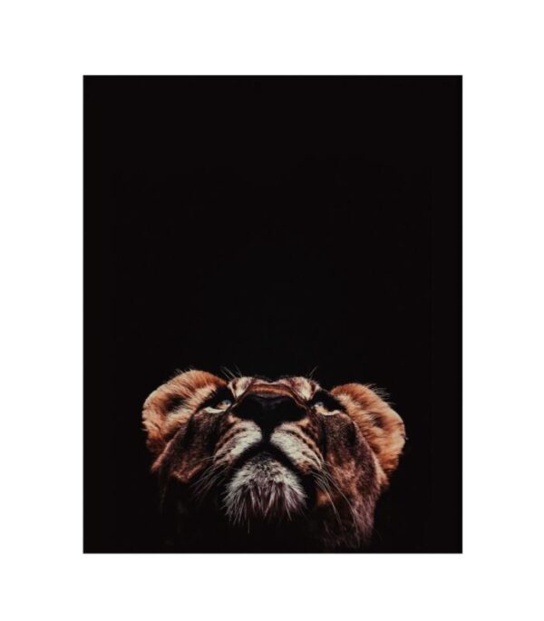 Kunstdrucke Afrika Loewe