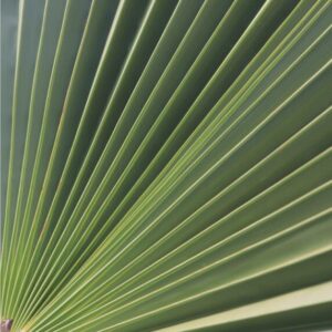 Kunstdrucke Artprint Botanik