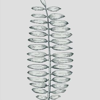 Wandbild Kunstdruck Zeichnung Farn Botanik