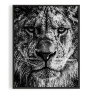 Loewe Portrait Schwarz-Weiß