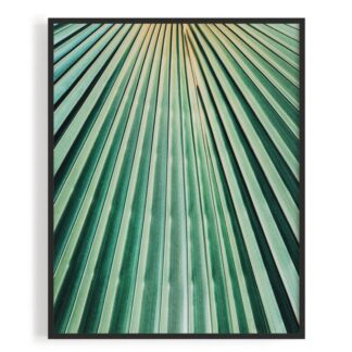 Palmenblatt Makrofotografie Nahaufnahme Tropisch Jungle Poster