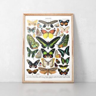 Schmetterlinge Vintage Poster - Naturwissenschaftliche Illustrationen Adolphe Millot